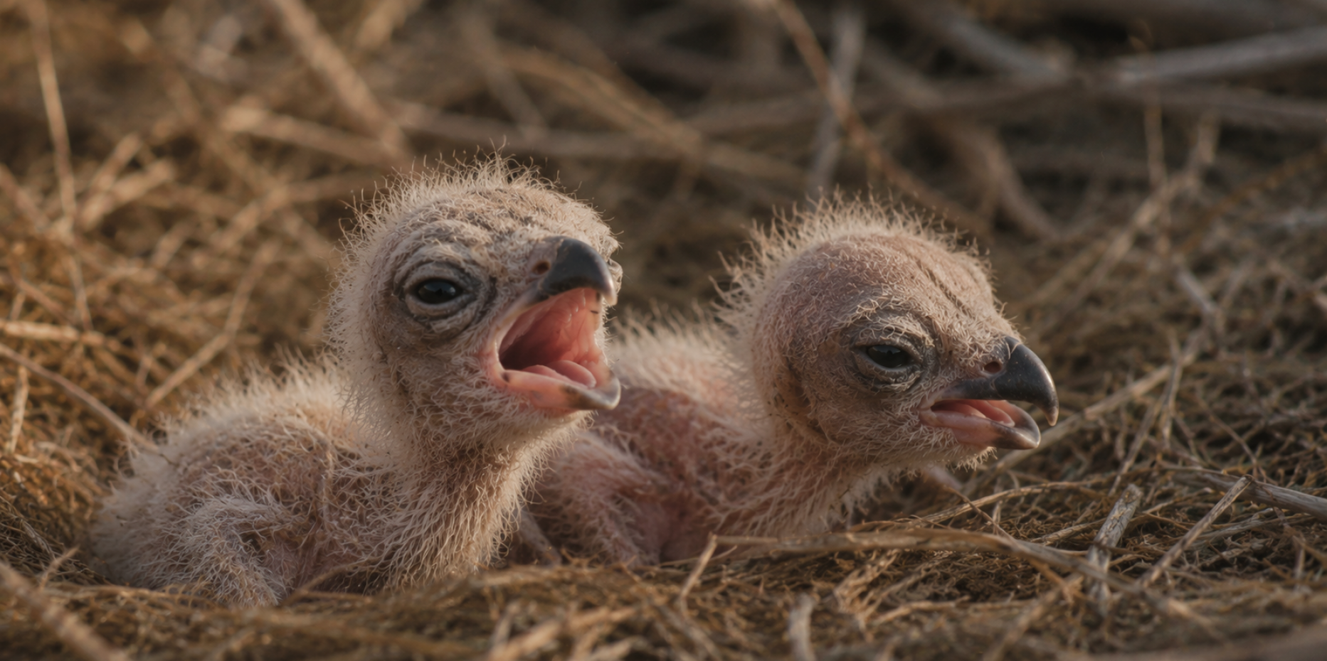 AI-generated chicks